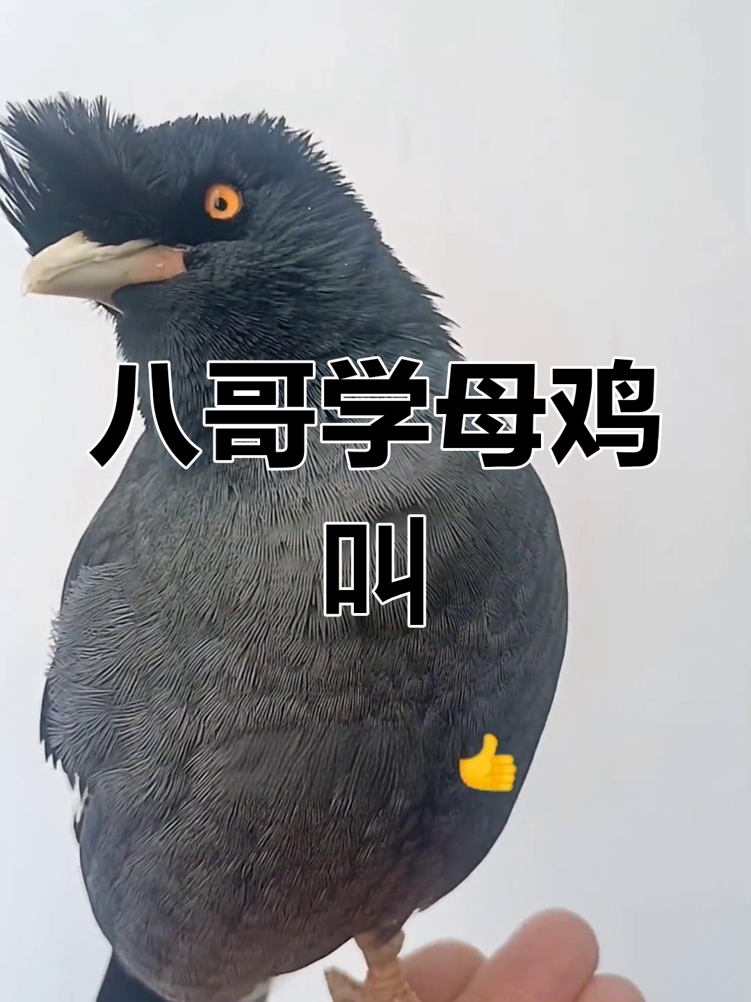 八哥模仿母鸡下蛋声