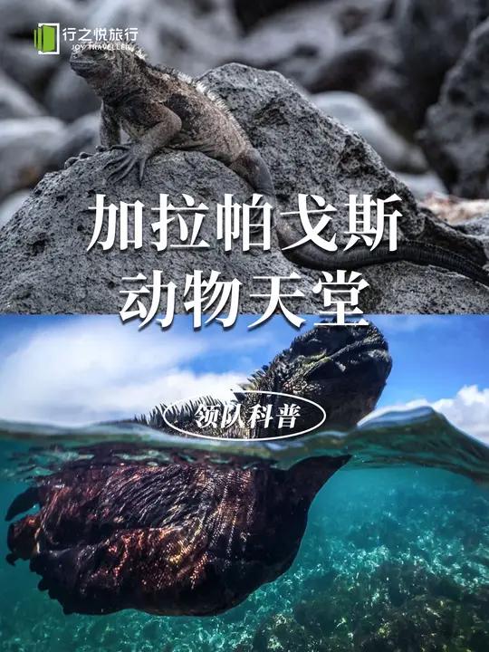 你知道哥斯拉的原型是谁吗?竟然有企鹅生活在赤道上?那种长着蓝色大脚丫还会跳舞的鸟居然名为“