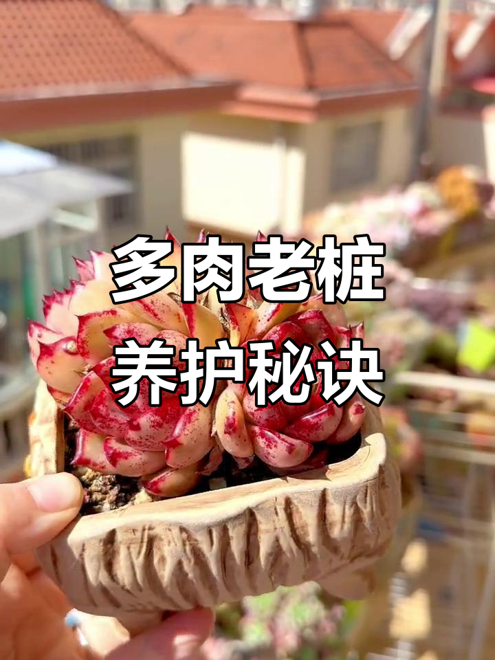 红颜蜜语：多肉植物老桩的魅力与养护技巧