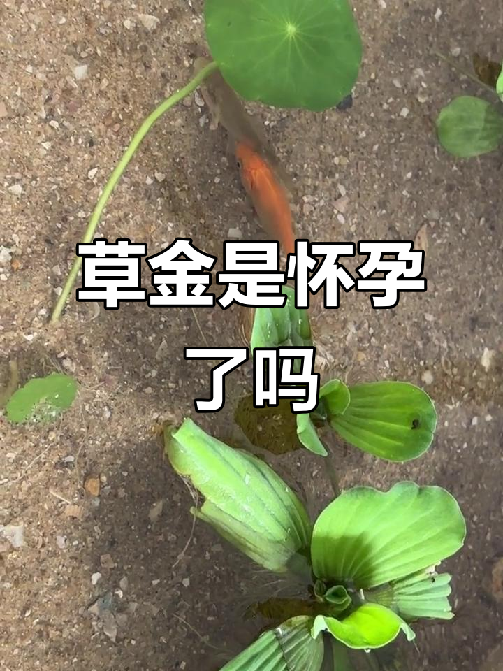 草金肚子变大，难道是怀孕了吗？