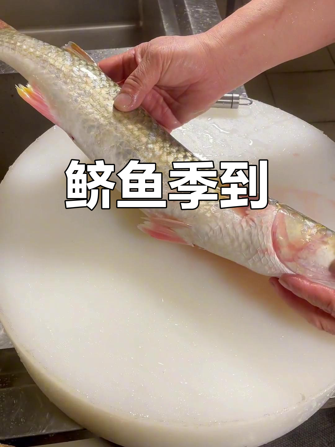 鲚鱼季节来临,红眼黄尾最美味,欢迎分享创意烹饪方法!