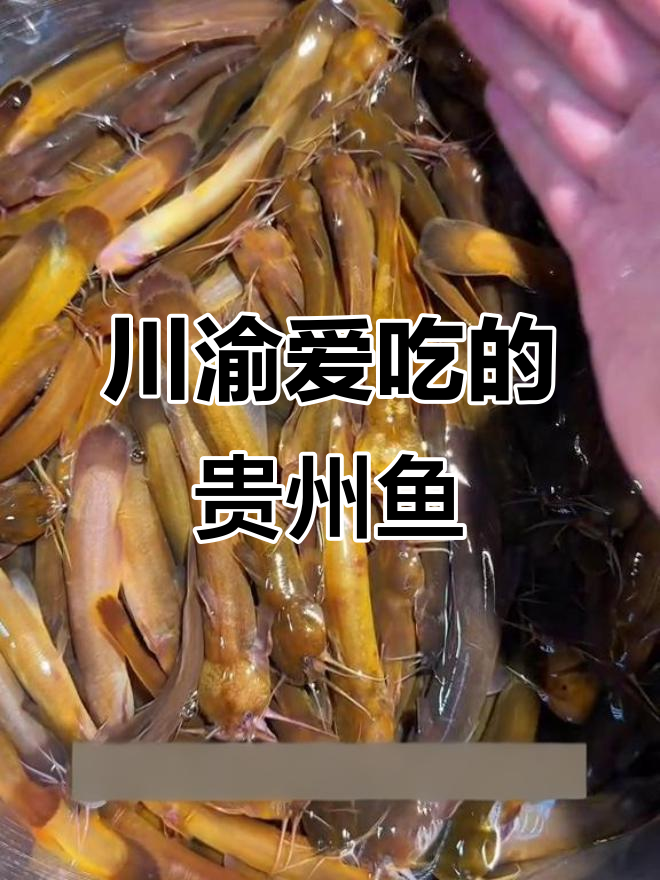 川渝地区热爱的贵州淡水鱼，口感鲜美让人怀念