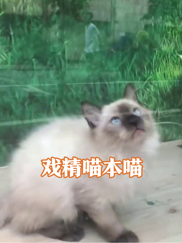 猫咪窗边表演表情包,一秒变脸玩到疯太搞笑