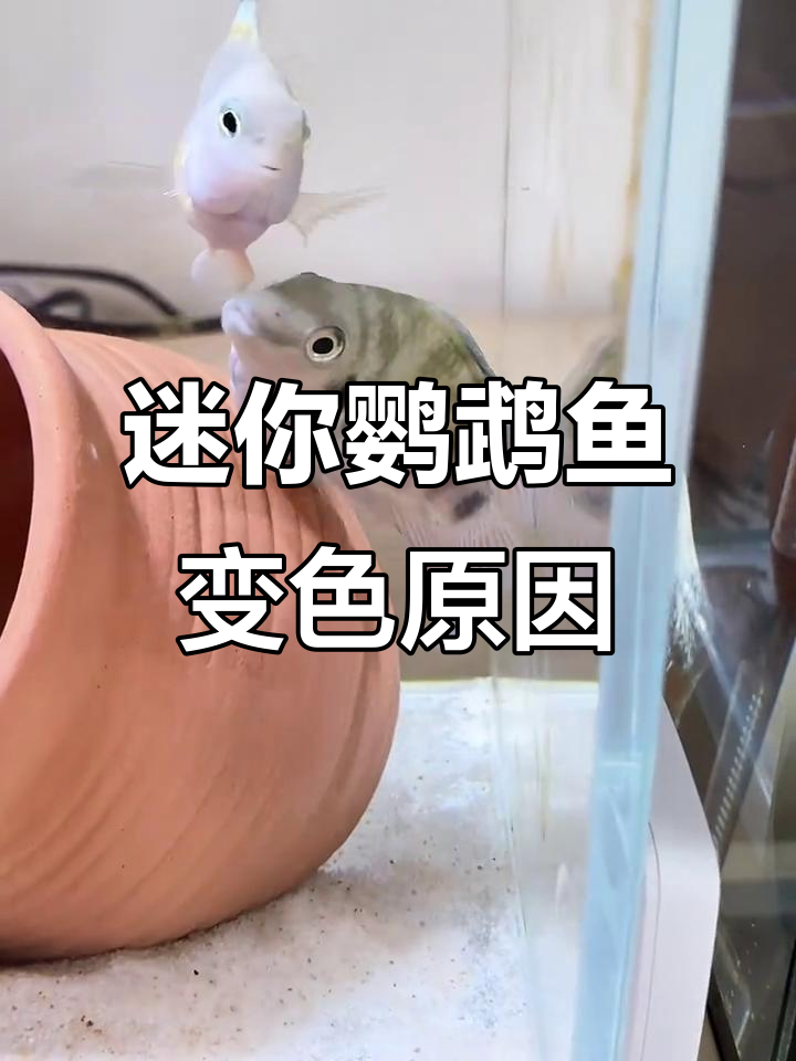 迷你鹦鹉鱼掉色了?母鱼颜色变黄是要生了吗
