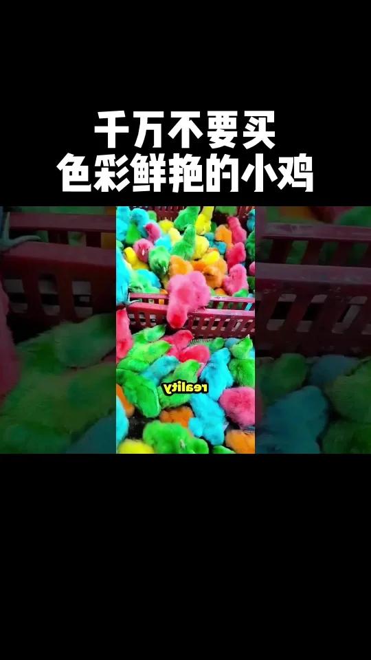 千万别买色彩鲜艳的小鸡