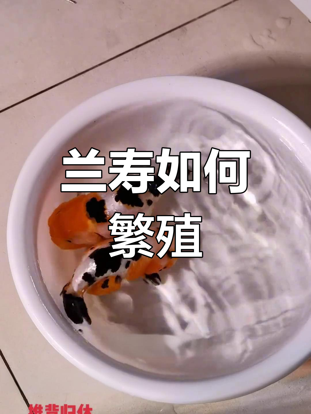 兰寿繁殖过程揭秘
