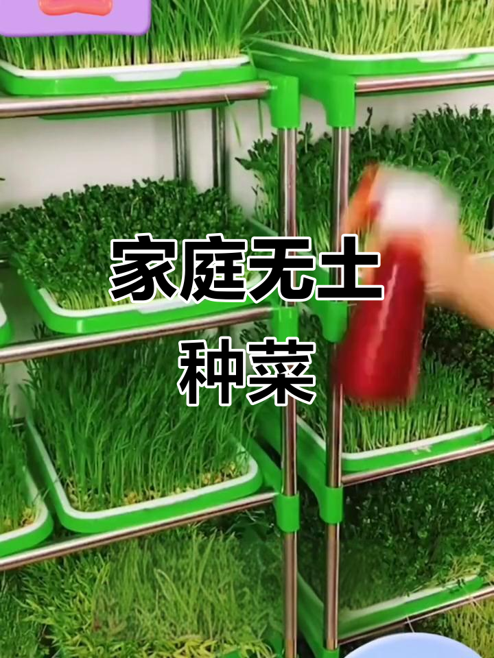 无土栽培芽苗菜,家庭种植轻松学