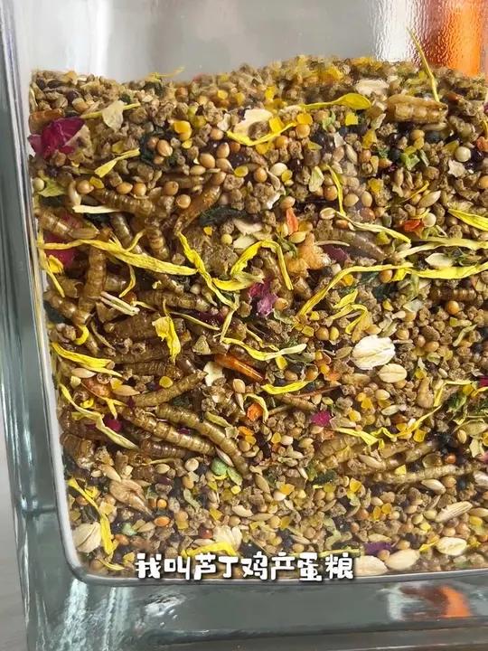 芦丁鸡产蛋粮活动来啦～