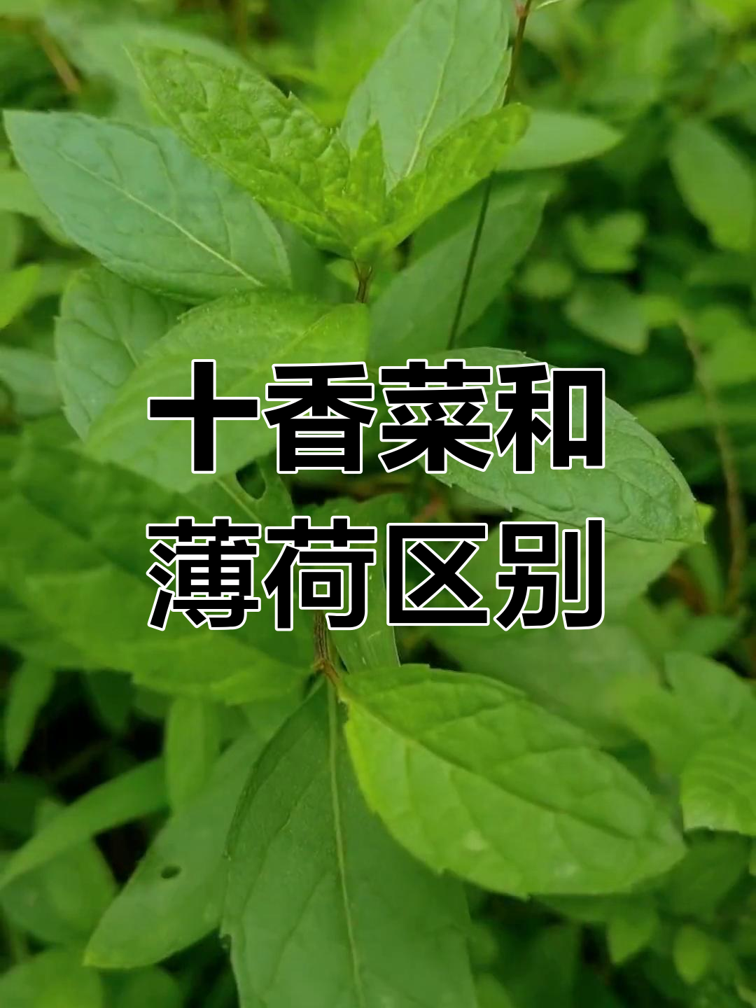 十香菜与薄荷:口感、香气大不同