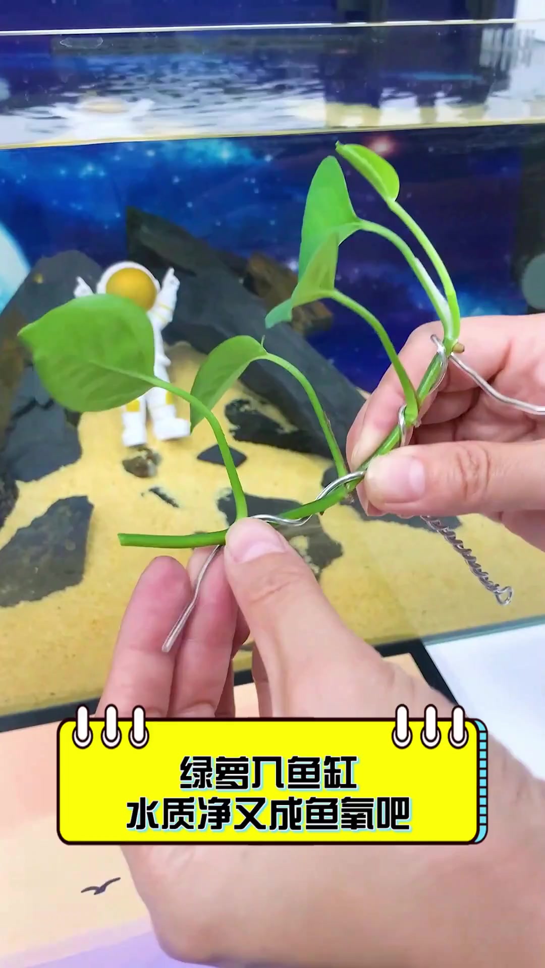 绿萝入鱼缸,水质净又成鱼氧吧