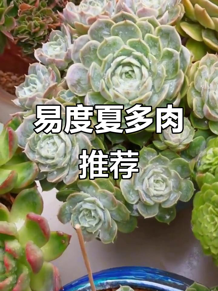 夏季最容易养护的多肉植物，昂斯诺、红东云和野马冬鱼推荐