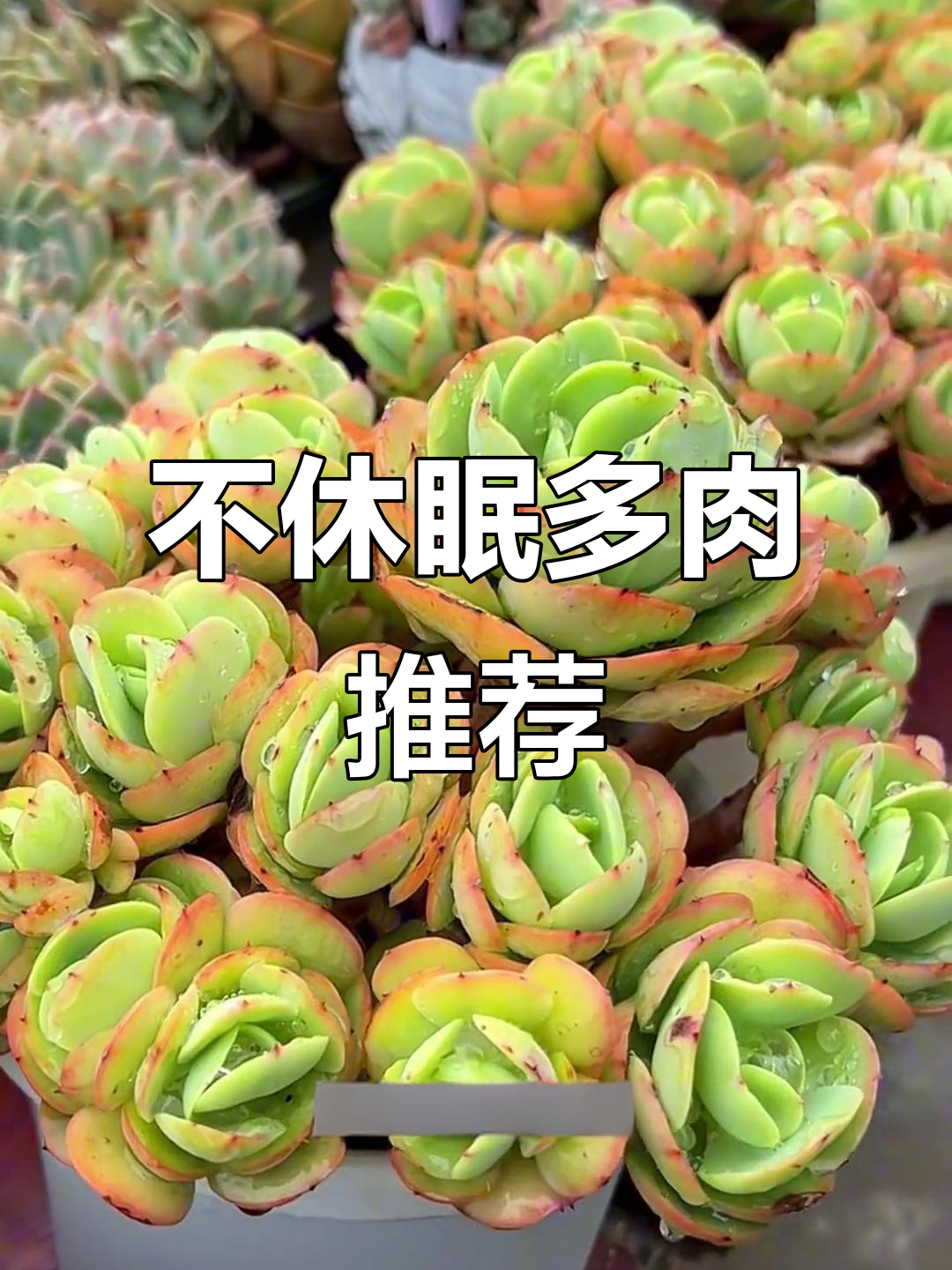 夏季不休眠的多肉植物,露养必备三款推荐