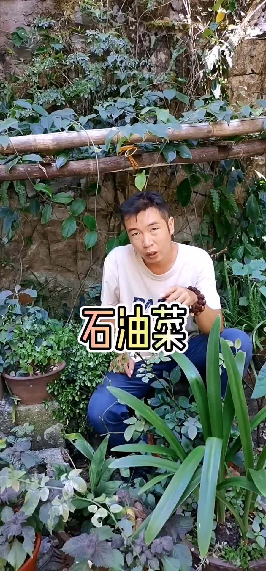 喜欢石头上生长,好多人当菜吃 石油菜 三农 一花一草一世界 植物 科普