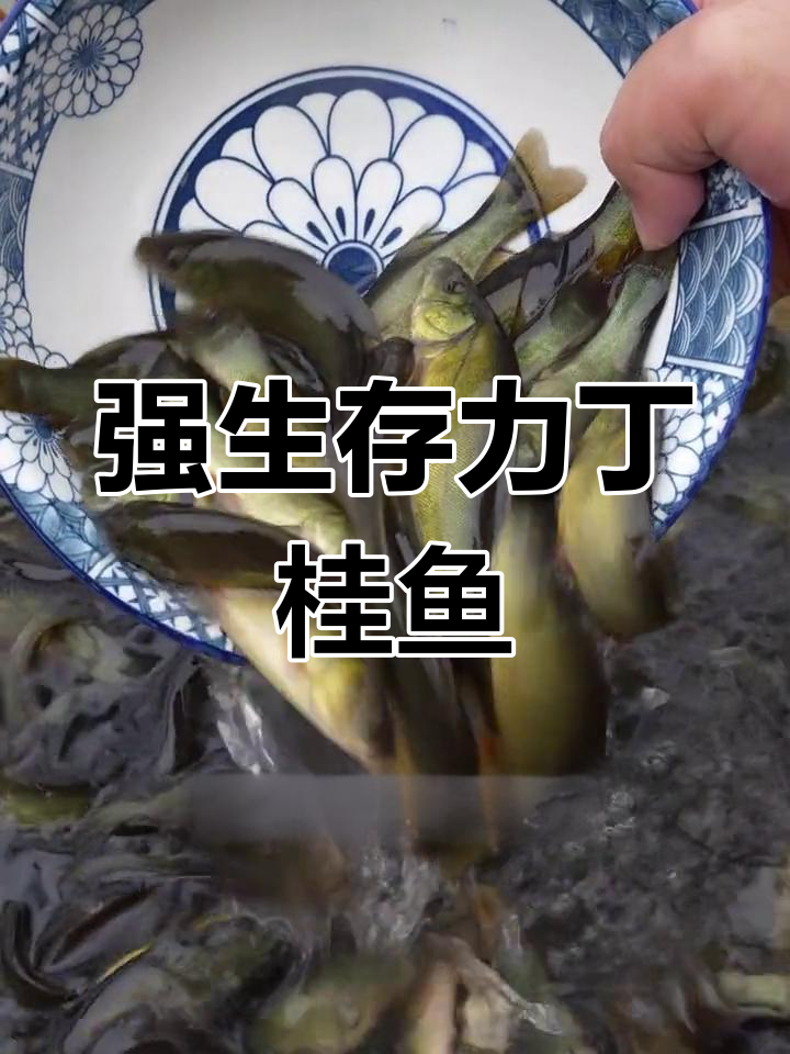 丁桂鱼:耐寒抗氧,皮肤呼吸的神奇鱼类