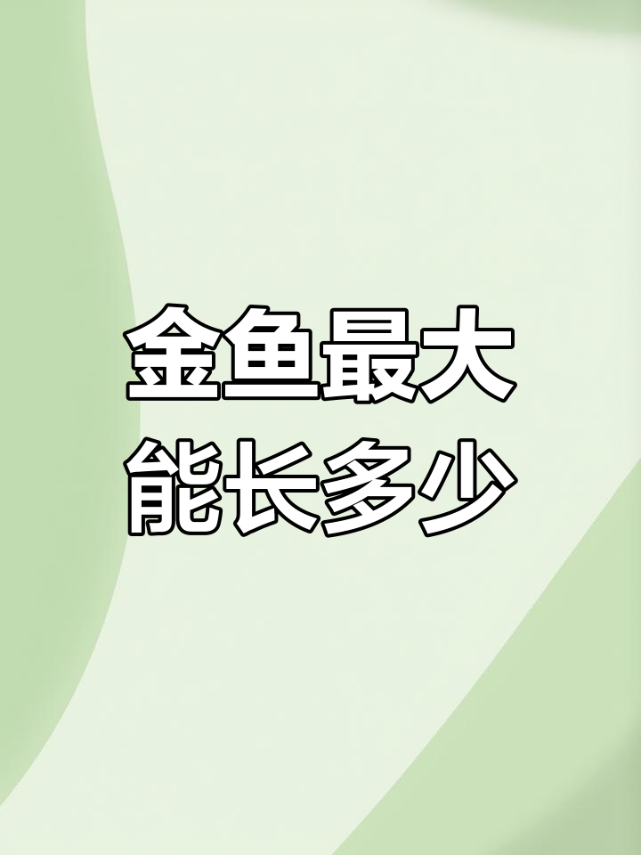绒球金鱼能长多大?从出生到成年的变化全过程