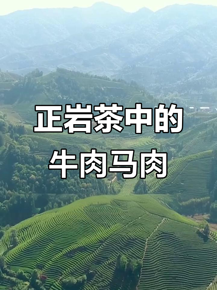 武夷岩茶的“牛肉马肉”到底是啥?揭秘正岩产区背后的秘密