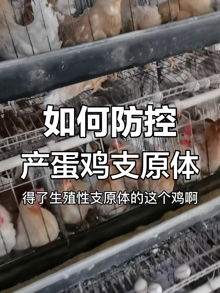 鸡支原体感染高发期与防治技巧