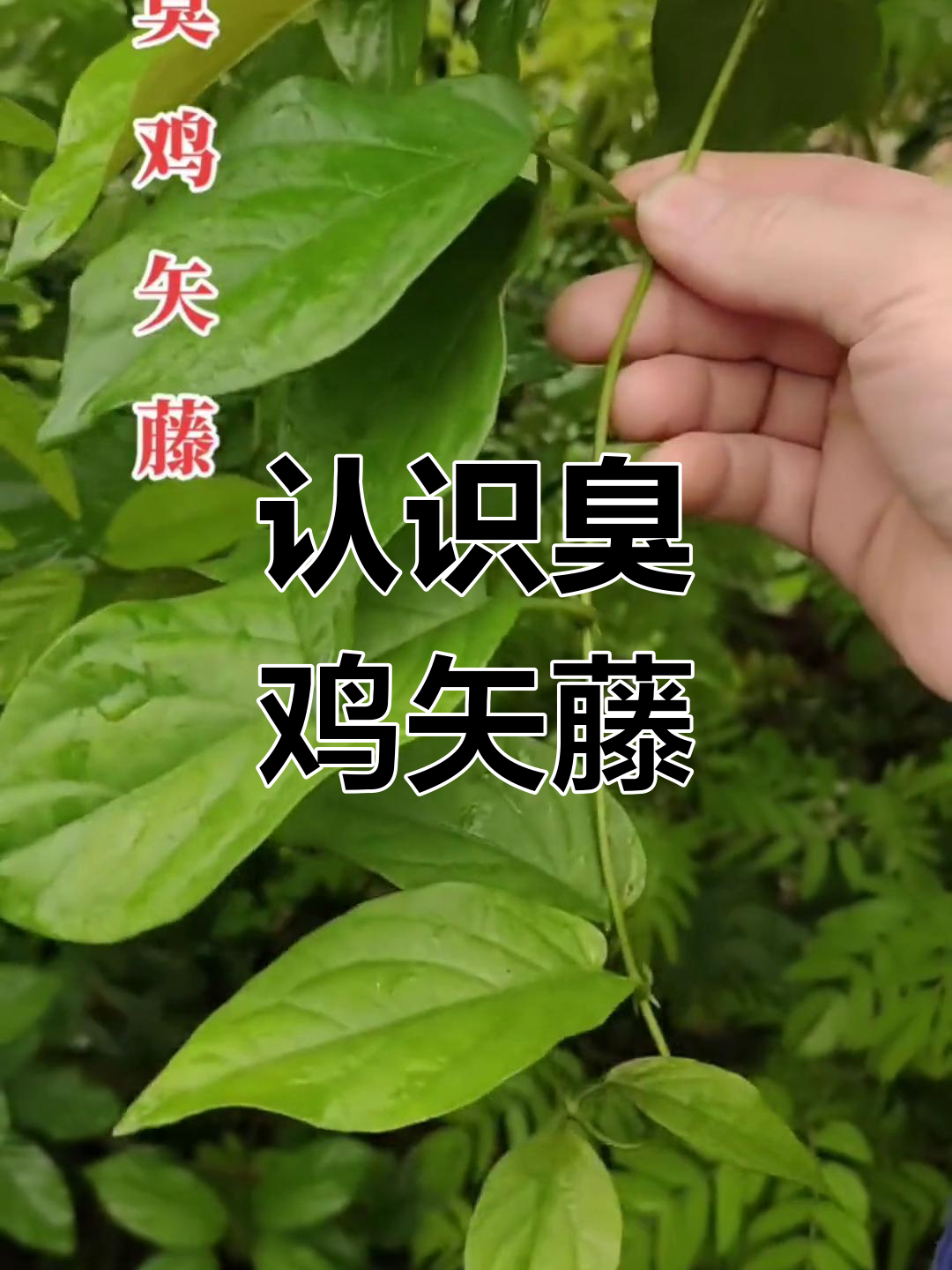 臭鸡矢藤:虽臭但有神奇药用价值,村里人都爱用它