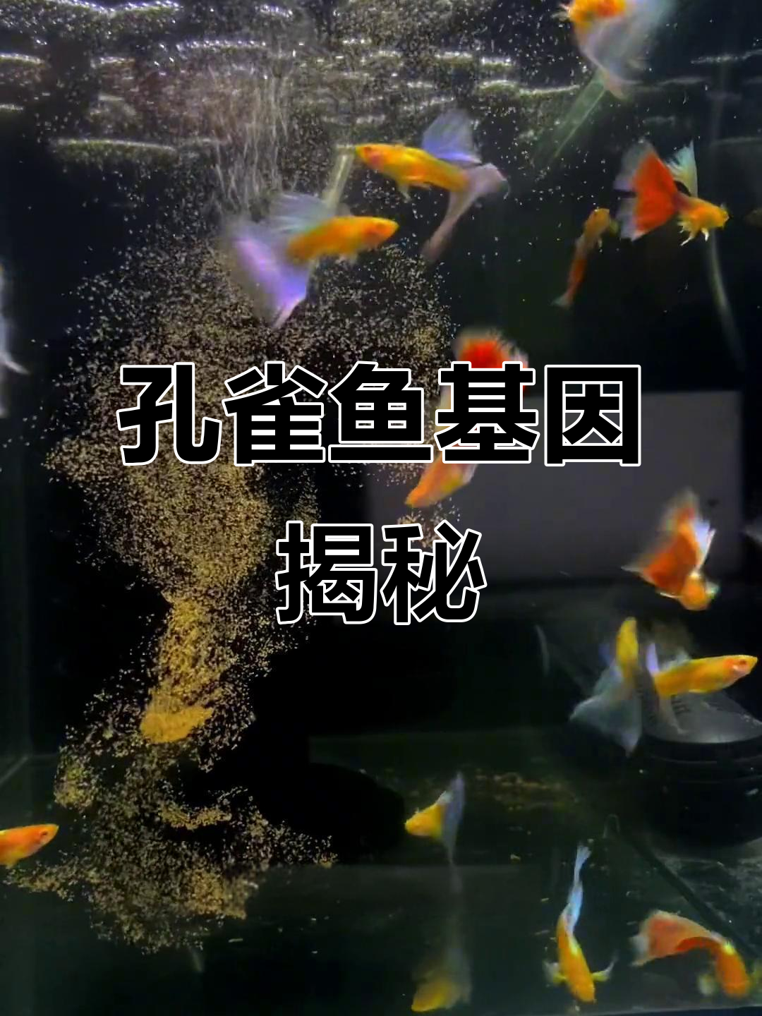 孔雀鱼基因大揭秘:野生、黄化与白子三大类型解析