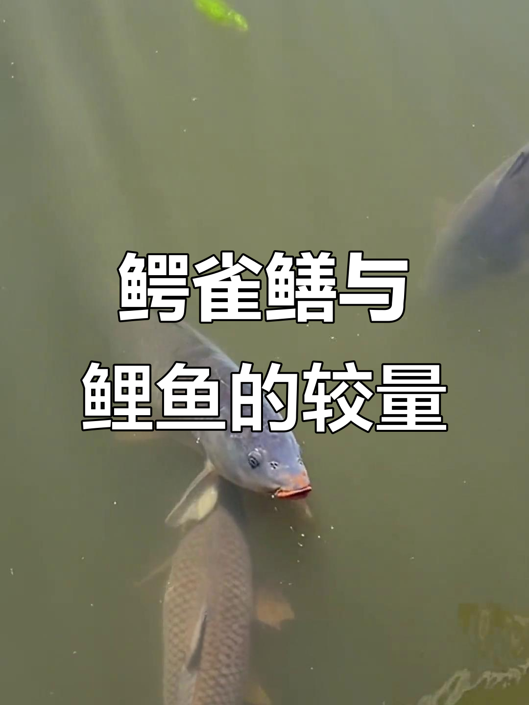 鳄雀鳝为何不吃鲤鱼?美国大湖中的“霸王”