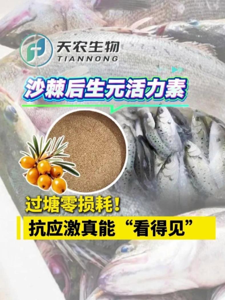 过塘零损耗！沙棘后生元活力素，抗应激真能“看得见”！#天农生物 #沙棘后生元活力素 #海鲈