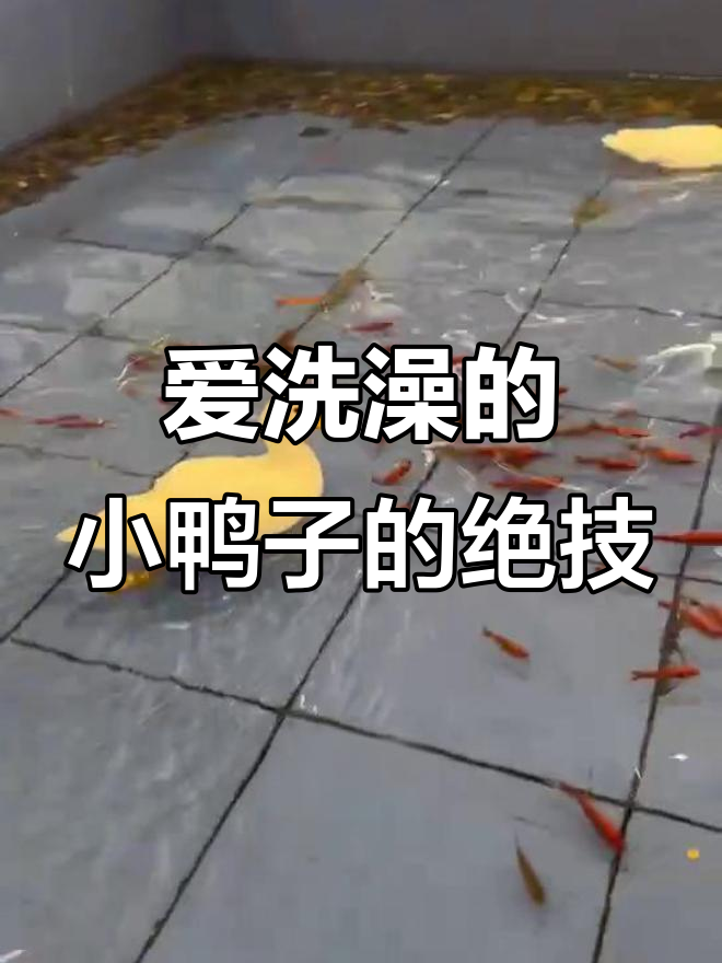 小鸭子学游泳,快来一起动起来!