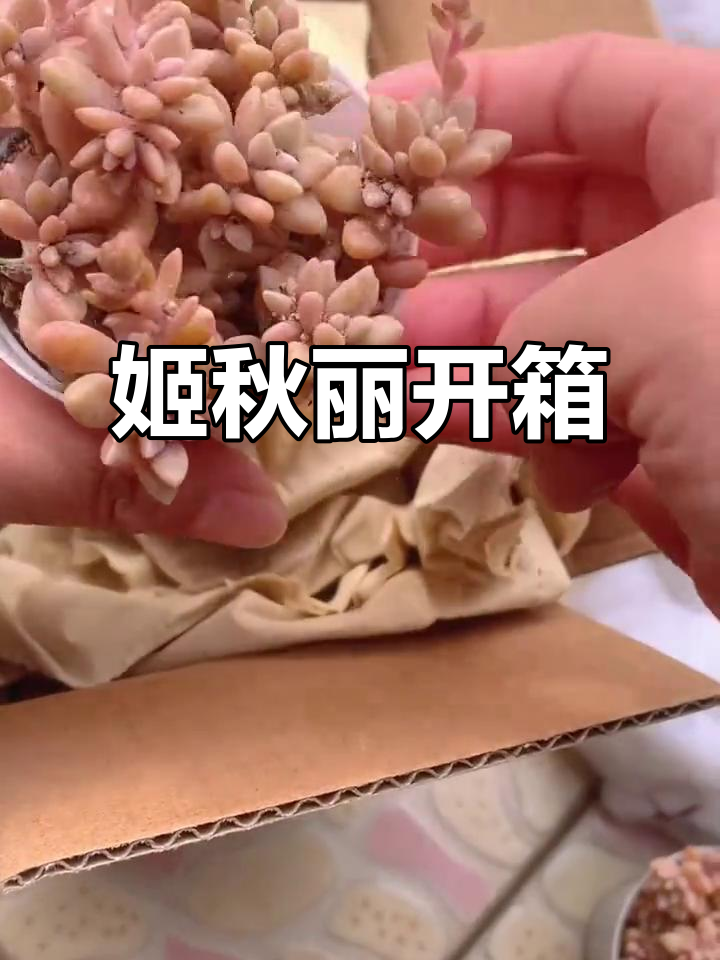姬秋丽开箱:粉嫩多肉,新手必选!