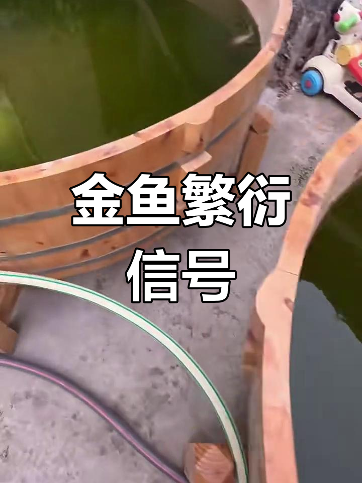 金鱼繁殖技巧:如何判断是否进入产卵期