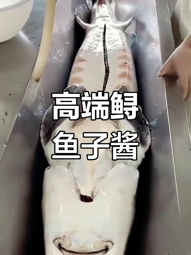 电动鱼鳞刮刀,轻松去鳞不伤皮