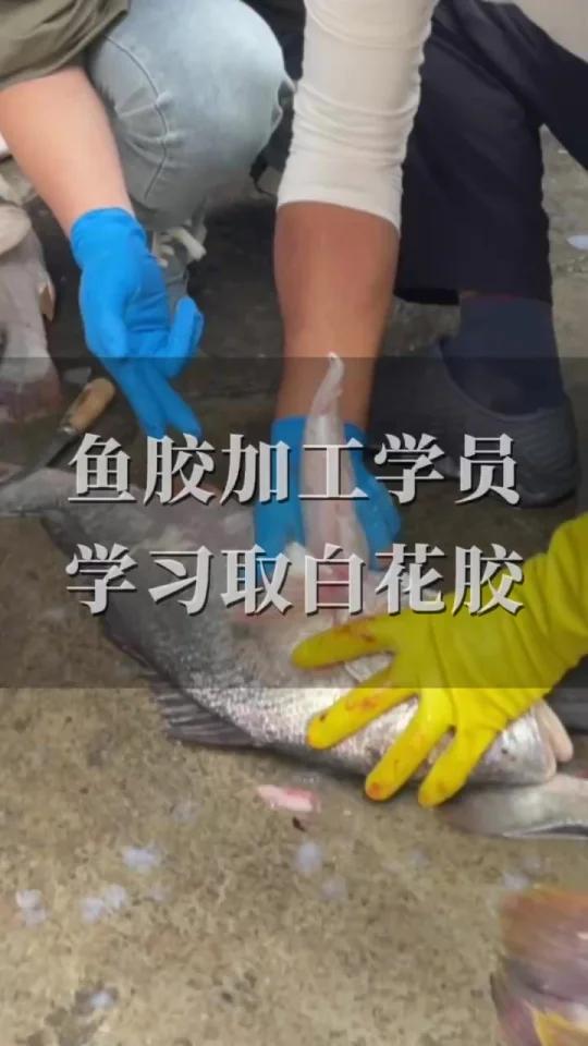 鱼胶加工学习培训