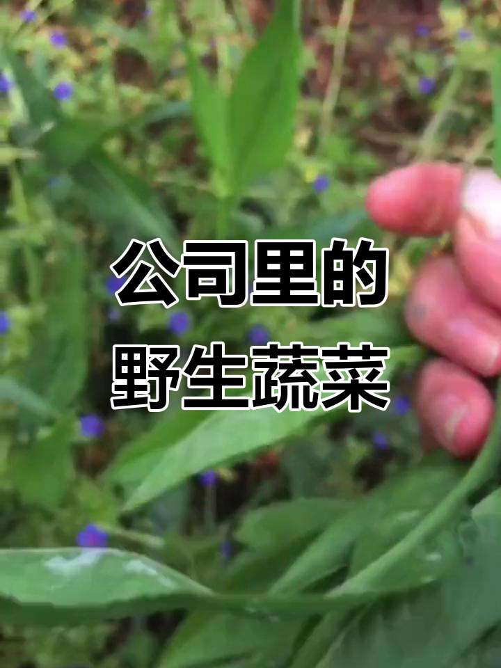 公司里野菜多得吃不完,剪刀菜炒了超好吃