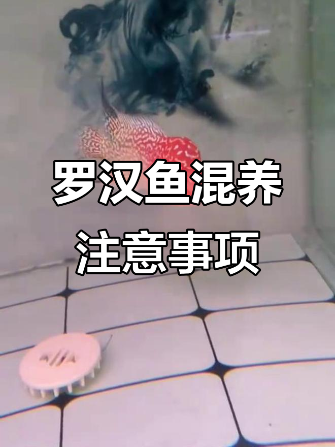 罗汉鱼混养压制问题解析,如何避免缩头现象