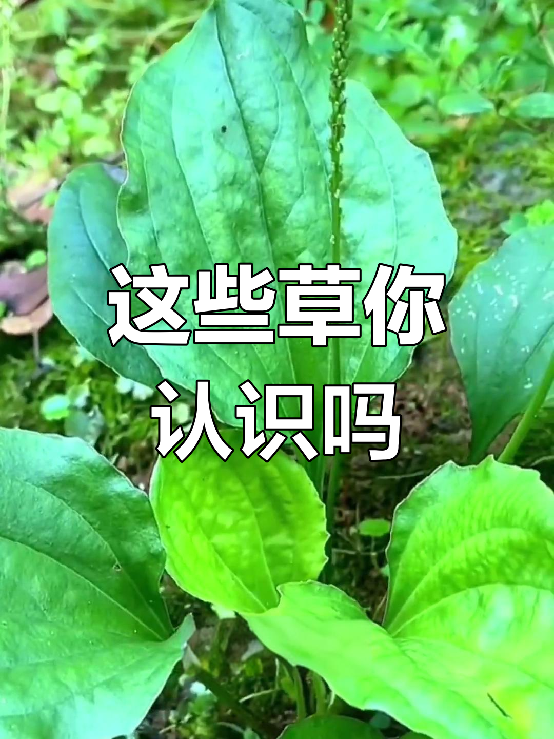 15种常见植物,别错过!