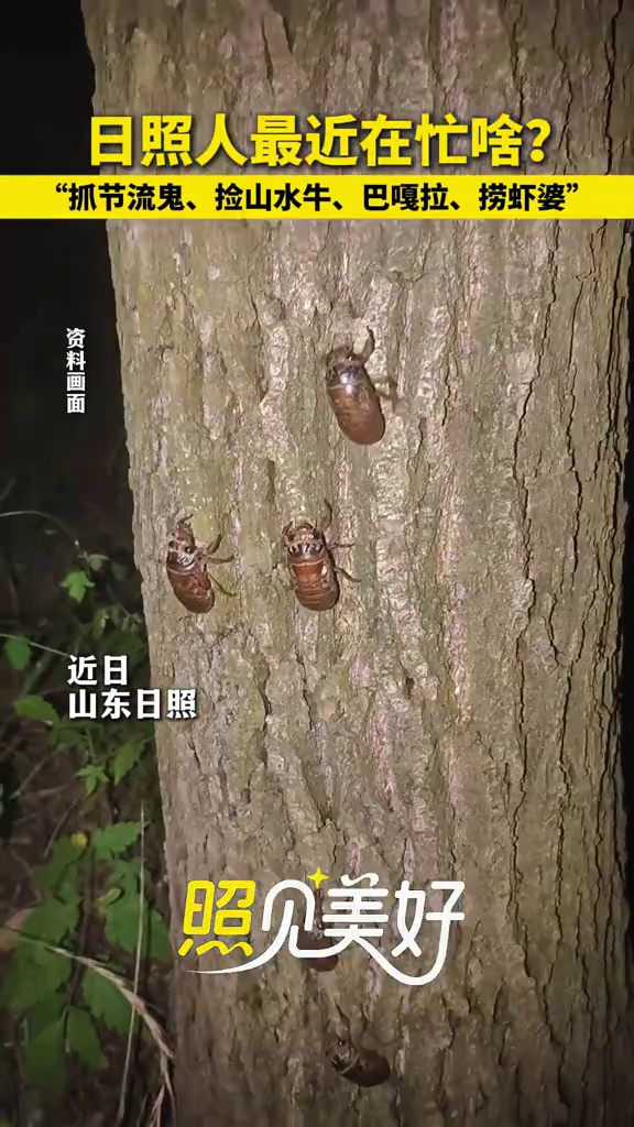 照见美好 日照人最近在忙啥?“抓节流鬼、捡山水牛、巴嘎拉、捞虾婆”