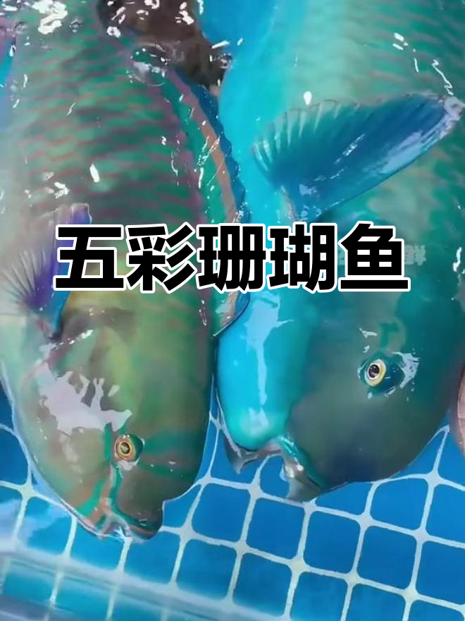 西沙海钓明星:五彩青衣鱼