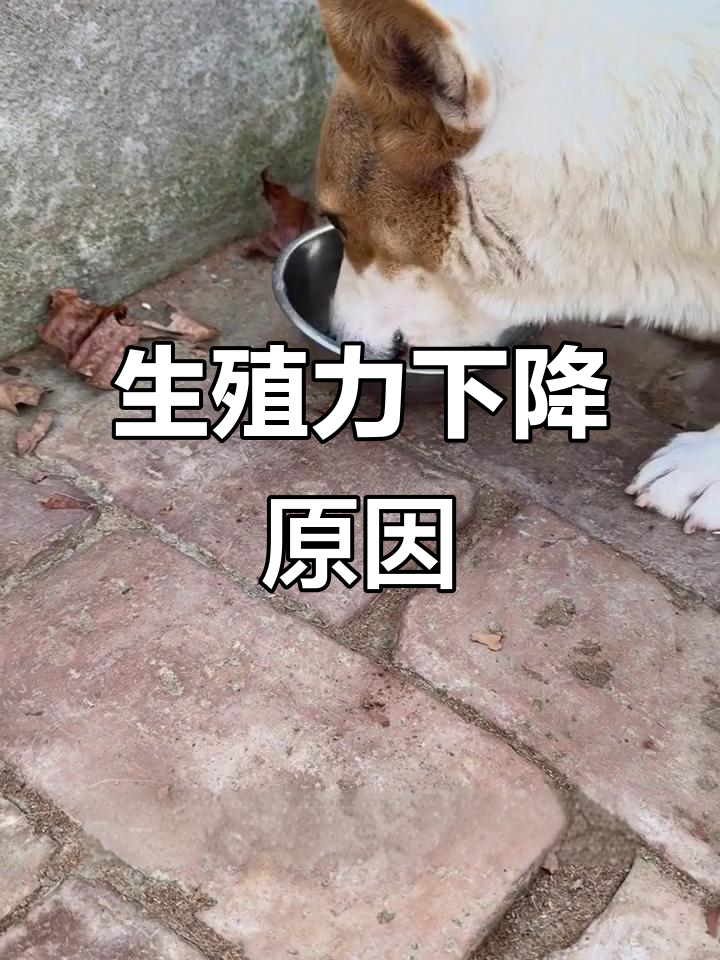 母犬产仔少,公犬生殖力差?营养不足或毒食是元凶