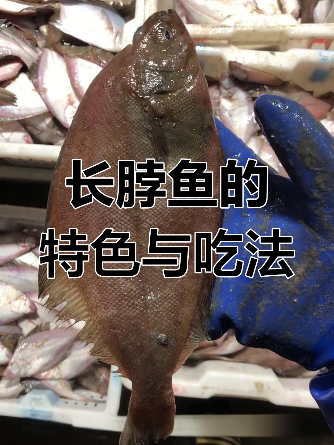 大连长脖鱼:常见海鲜品种解析