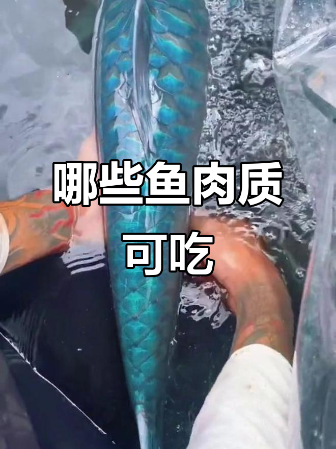 这些鱼能吃吗？从鸭嘴鱼到埃及塘，哪种最适合做生食