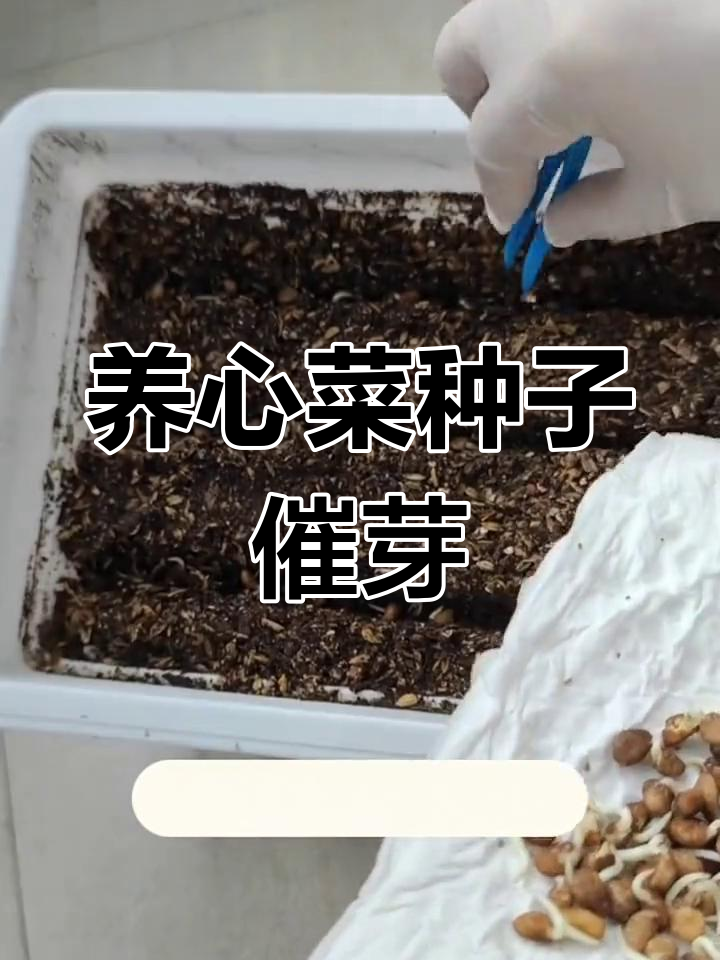 养心菜种植技巧,快速出苗方法