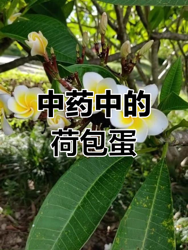 鸡蛋花的药用价值与美丽外观