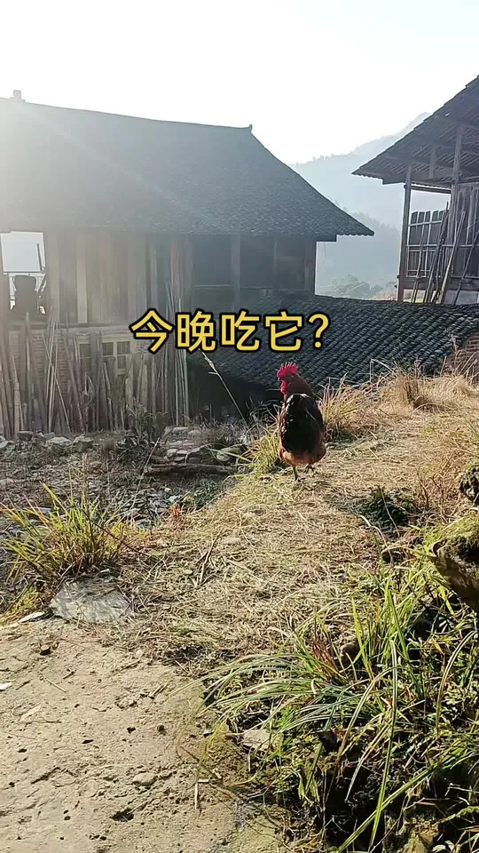 今晚尝尝红毛鸡公，体验“公鸡中的战斗机”美味！