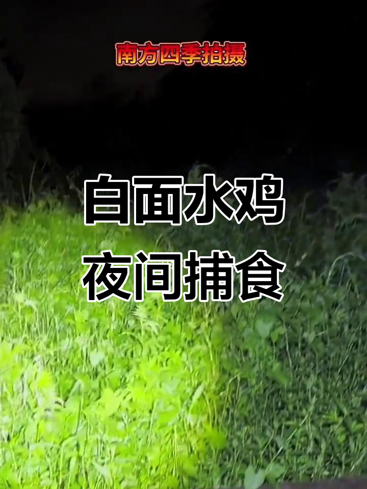夜晚拍摄白面水鸡,越南合法狩猎现场实录