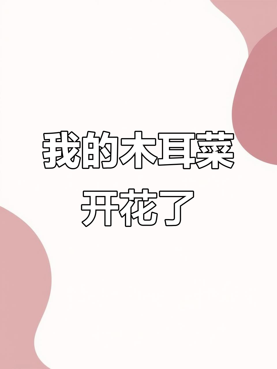 木耳菜杆子开花还是结果?三月底只剩独苗,竟然有惊喜!