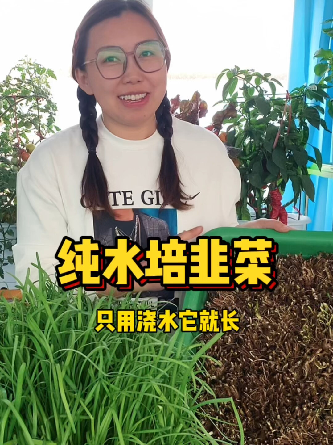 种植超简单水培韭菜