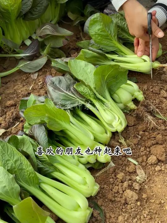 别再种普通的小油菜了,试试这个紫色小油菜吧 田园生活 我的小菜园 紫油菜