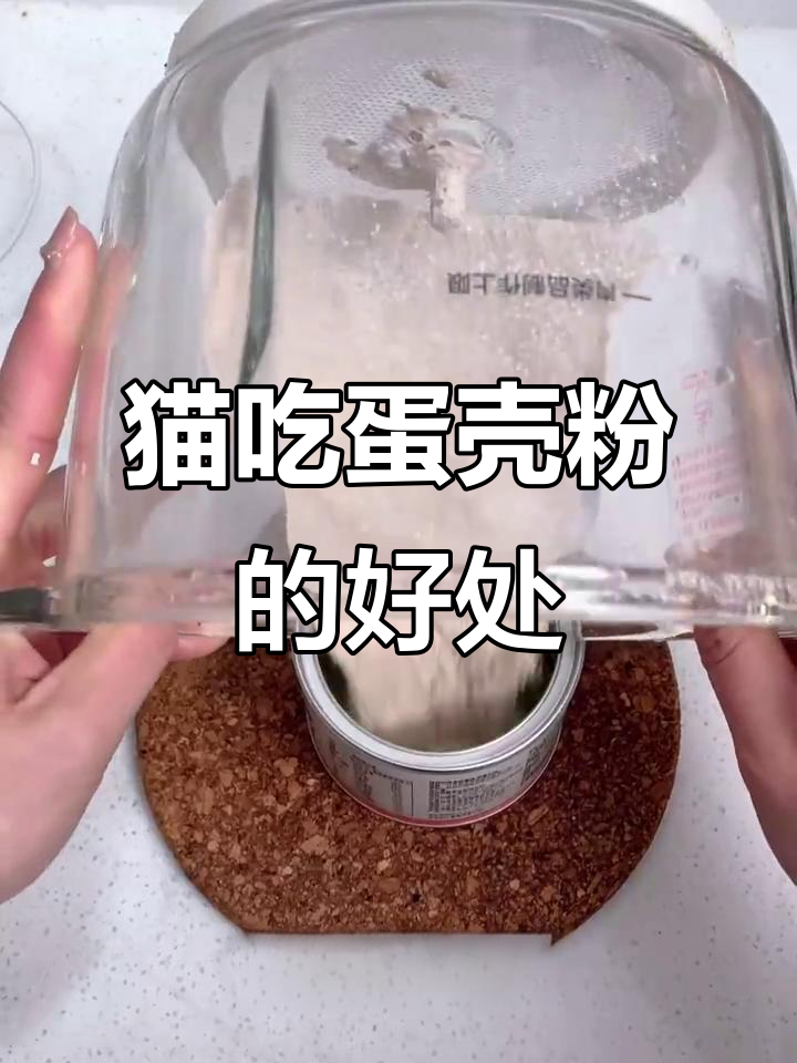 猫咪吃蛋壳粉,竟然有这么多好处!