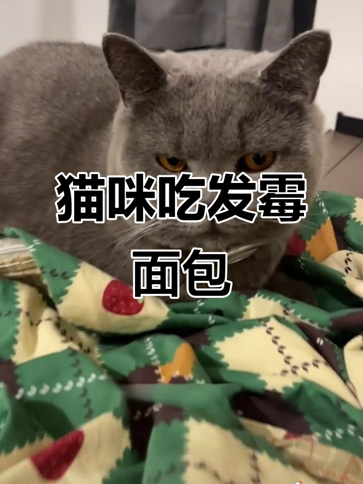 小猫咬发霉大面包,耳朵超萌让人上头