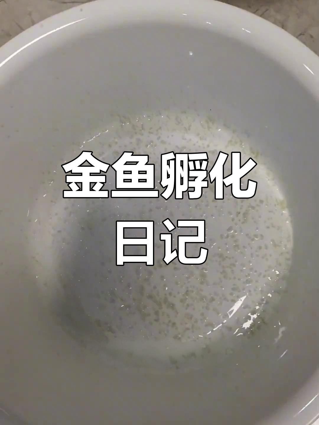 金鱼繁殖全过程:从卵到小鱼
