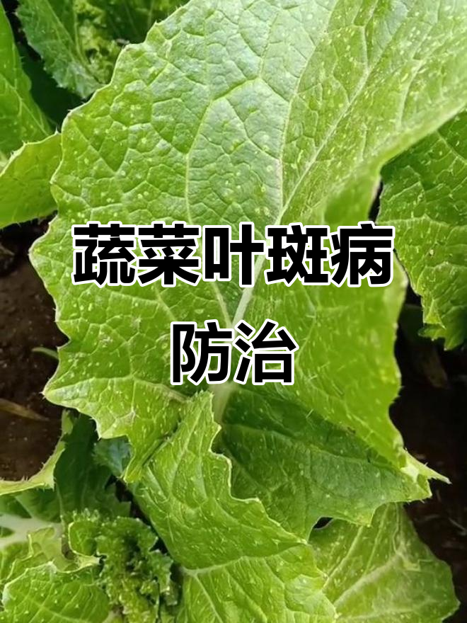 蔬菜叶斑病防治小妙招，轻松恢复健康生长