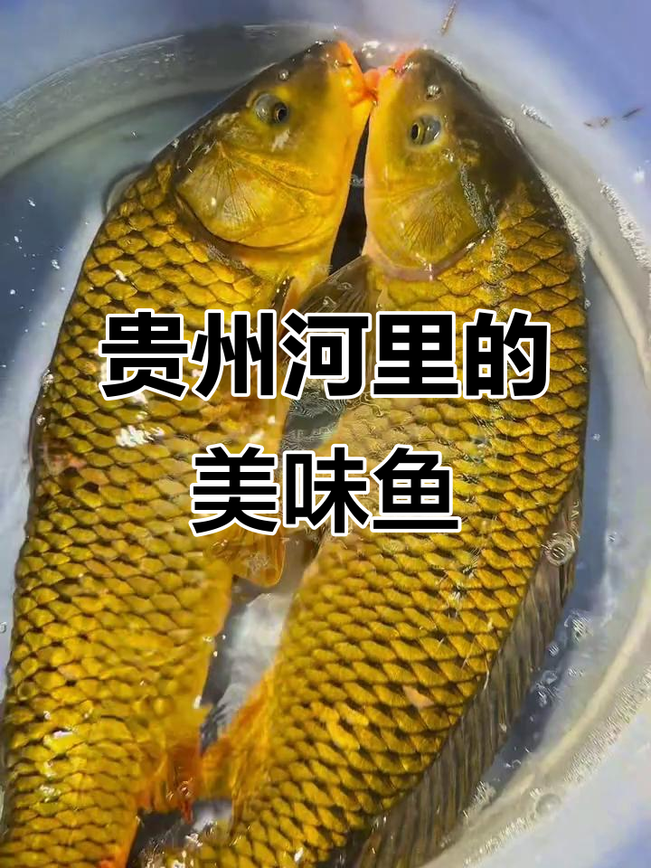 贵州河里隐藏的珍稀鱼类，你吃过几种？